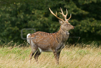 Sika Deer  (Cervus nippon)