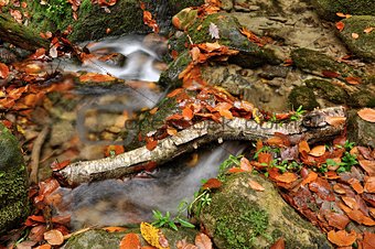 Autumn creek 