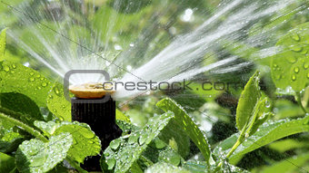 Automatic Garden Irrigation Spray system watering flowerbed