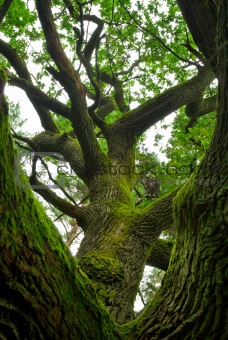 Powerful oak.