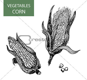 Corn-set of vector illustration