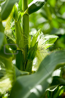fresh green corn in summer on field agriculture vegetable