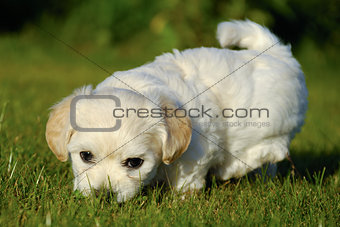 Bichon Havanais puppy dog