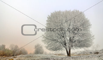 winter landscape of frozen trees