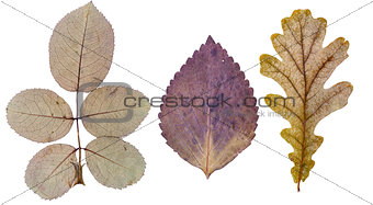 Rose leaves, basil leaf and oak leaf