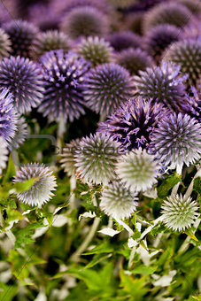 wild purple green thistel flowers background makro