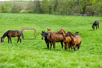Horses on green field