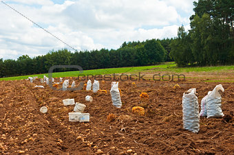 Potatoes harvest