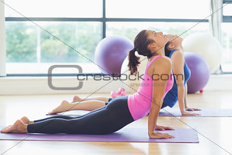 Fit women doing the cobra pose in fitness studio
