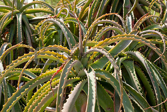 aloe vera cactus succulent plant outdoor