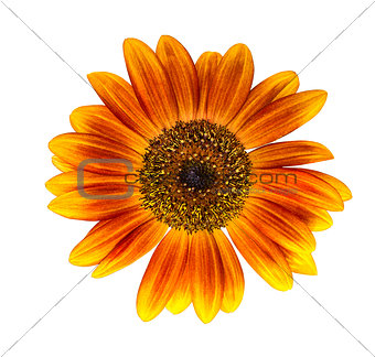 Sunflower isolated on white background 