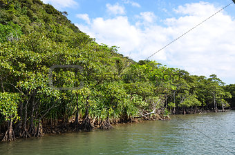 Mangrove at riverside