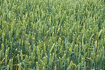 Green wheat ripening ears