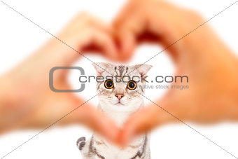 human hands make heart shape and cute cat 