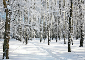 Ski run in winter sunny forest