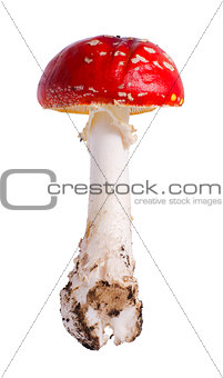 Fly Agaric (Amanita muscaria) on white background.