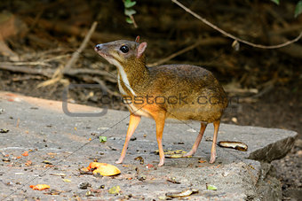 male Lesser Mouse-deer