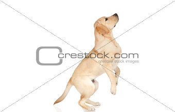 Beautiful Labrador retriever isolated on white background