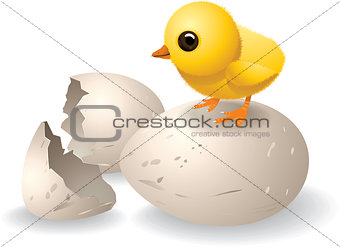 Cute Hatched Chick Vector