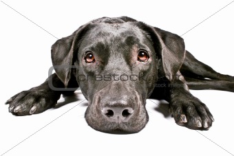 black dog looking sad