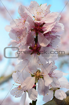 Almond Blossom (Prunus dulcis) during spring in tree close-up