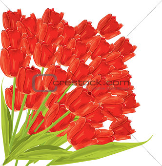 Bunch of red tulips. vector illustration 