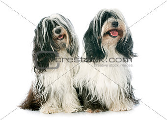 two Tibetan terrier