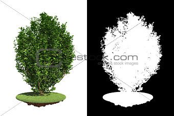 Green Bush with green grass on White Background.