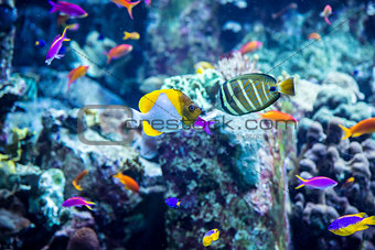 Aquarium tropical fish on a coral reef