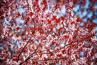 blossoming flowers on a tree in spring