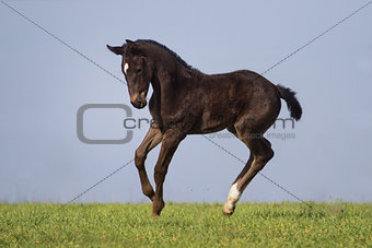 Black foal