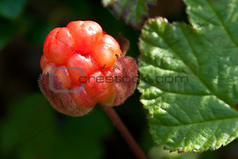 berry cloudberry