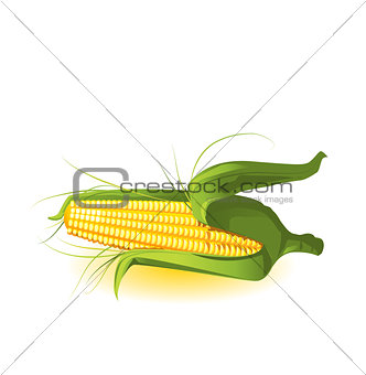 corncob in leaves vector illustration