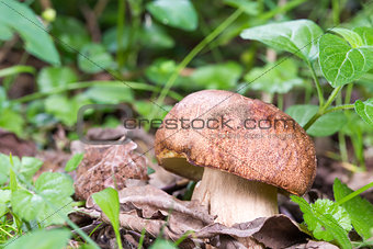 close up Porcini mushroom in the forest