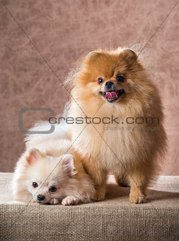 Portrait two Pomeranian dog
