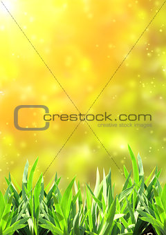 Summer green grass