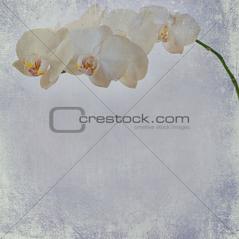 textured old paper background with white and magenta phalaenopsi