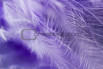 Feather abstract