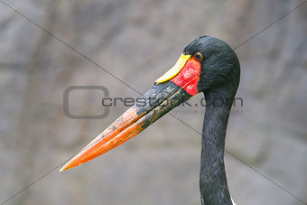 Saddle-billed stork. Latin name - Ephippiorhynchus senegalensis