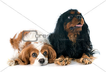 two cavalier king charles