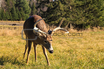 Male buck with Antlers