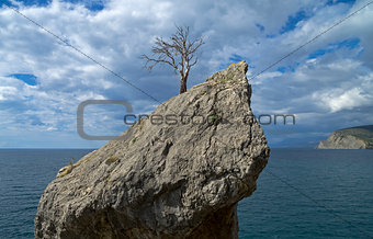 Dead pine on the cliff above the sea.