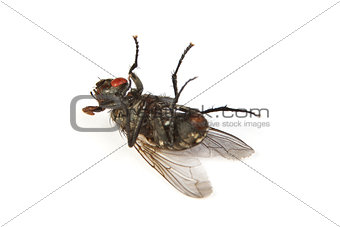 Fly isolated on white. Macro shot of a dead housefly