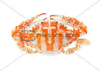 Steamed blue crab or Flower crab 