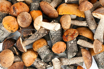 background of mushrooms