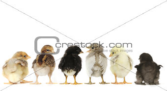 Many Baby Chick Chickens Lined Up on White