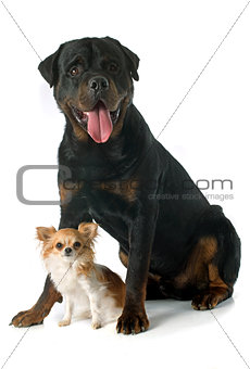 rottweiler and chihuahua