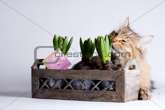 Cat is smelling a plant