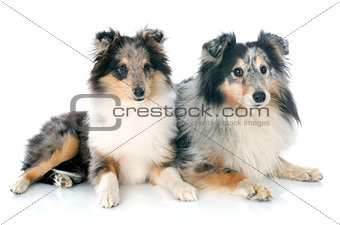 shetland puppy and adult