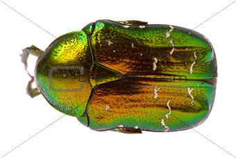 Rose chafer  isolated 